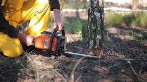 Best Tree Mulching  in Aurora, IN