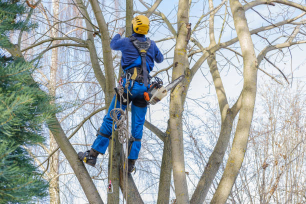 Best Emergency Tree Removal  in Aurora, IN