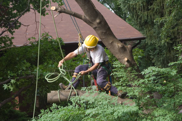 Best Tree Trimming and Pruning  in Aurora, IN