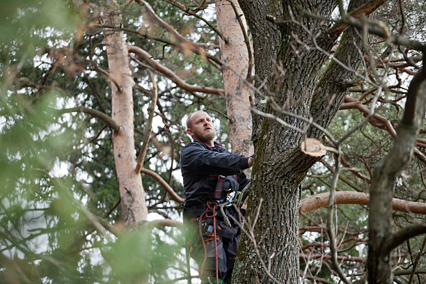 Best Tree Cabling and Bracing  in Aurora, IN