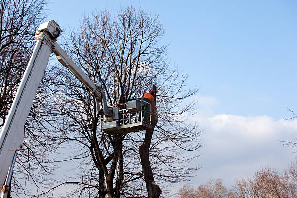  Aurora, IN Tree Services Pros